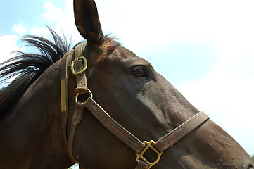 Image showing Horse