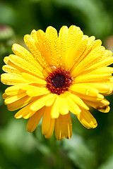 Image showing yellow gerber flower with water drops 