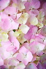 Image showing pink hydrangea