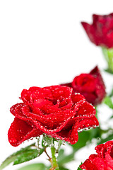 Image showing red roses with water drops