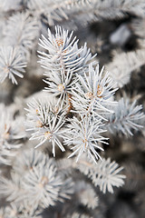 Image showing Winter fir-tree branch