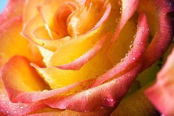 Image showing Dewy rose.