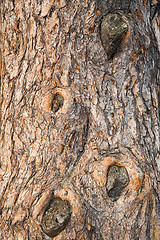 Image showing Spruce bark (trunk) texture