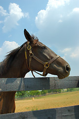 Image showing Horse