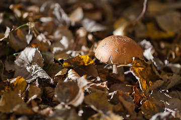 Image showing Leccinum