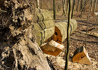 Image showing tree down