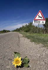 Image showing flower on the road