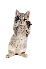Image showing Blue Eyed Tabby Kitten with Paws Up