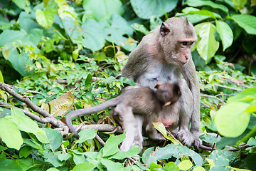 Image showing monkey family