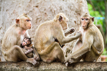 Image showing monkey family