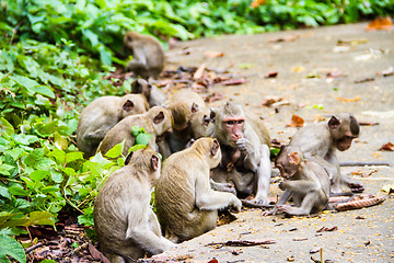 Image showing monkey family