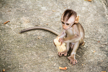 Image showing baby monkey eating fruit