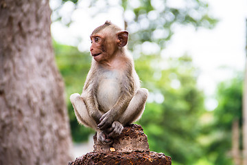 Image showing monkey family