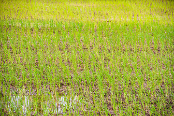 Image showing paddy rice in field