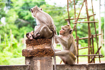 Image showing monkey family