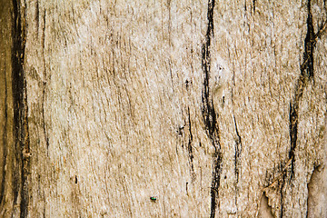 Image showing Close Up Surface of Dead wood,