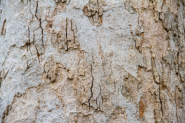 Image showing Texture tree bark of yang( Dipterocarpus alatus Roxb ).