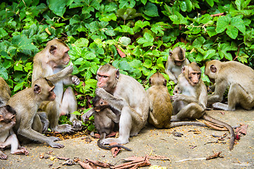 Image showing monkey family