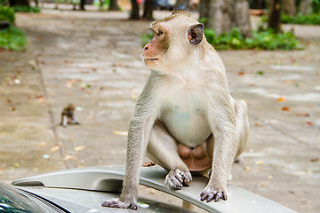 Image showing monkey family