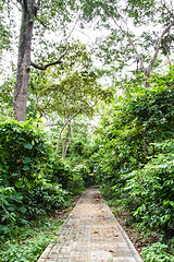 Image showing Walkway in the young spring forest