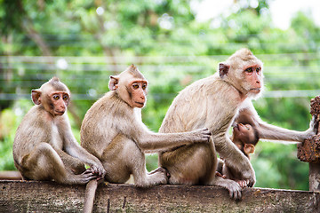 Image showing monkey family