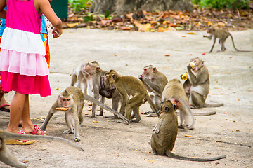 Image showing monkey family