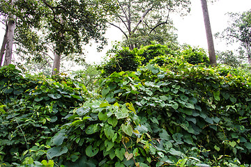 Image showing rainforest path