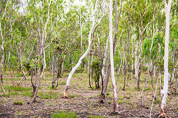 Image showing Plantation of Eucalyptus