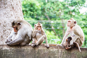 Image showing monkey family