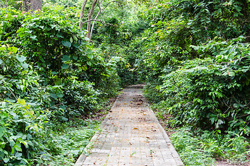 Image showing Walkway in the young spring forest