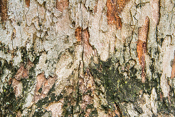 Image showing Texture tree bark of yang( Dipterocarpus alatus Roxb ).