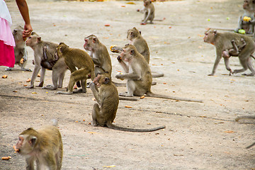 Image showing monkey family