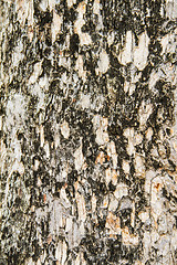 Image showing Texture tree bark of yang( Dipterocarpus alatus Roxb ).