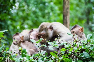 Image showing monkey family