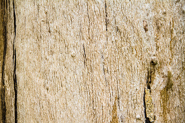 Image showing Close Up Surface of Dead wood,