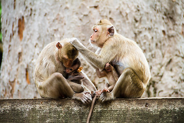Image showing monkey family