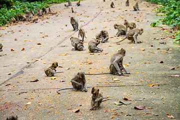 Image showing monkey family