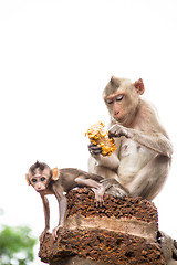 Image showing monkey family