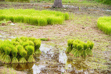 Image showing Thai Farmers