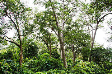 Image showing rainforest path