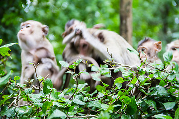 Image showing monkey family