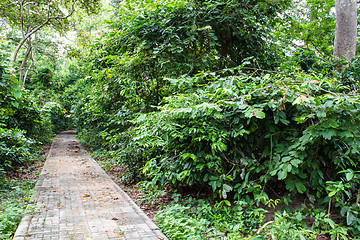 Image showing Walkway in the young spring forest