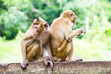 Image showing monkey family