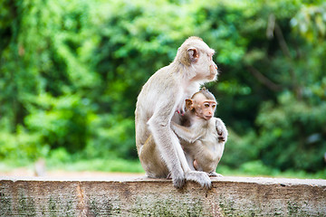 Image showing monkey family