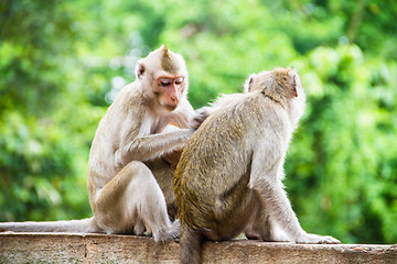 Image showing monkey family