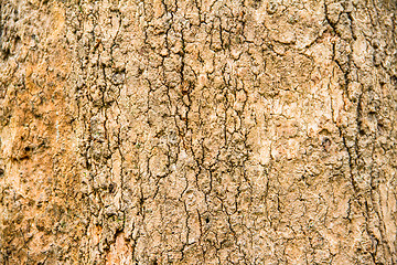 Image showing Tree bark background
