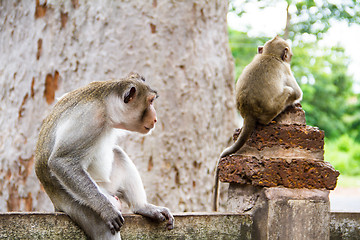 Image showing monkey family