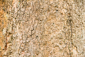 Image showing Tree bark background