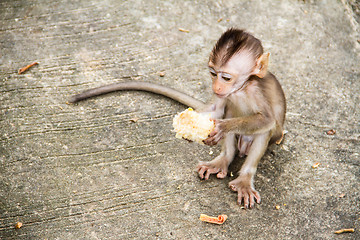 Image showing baby monkey eating fruit