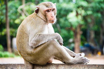 Image showing monkey family